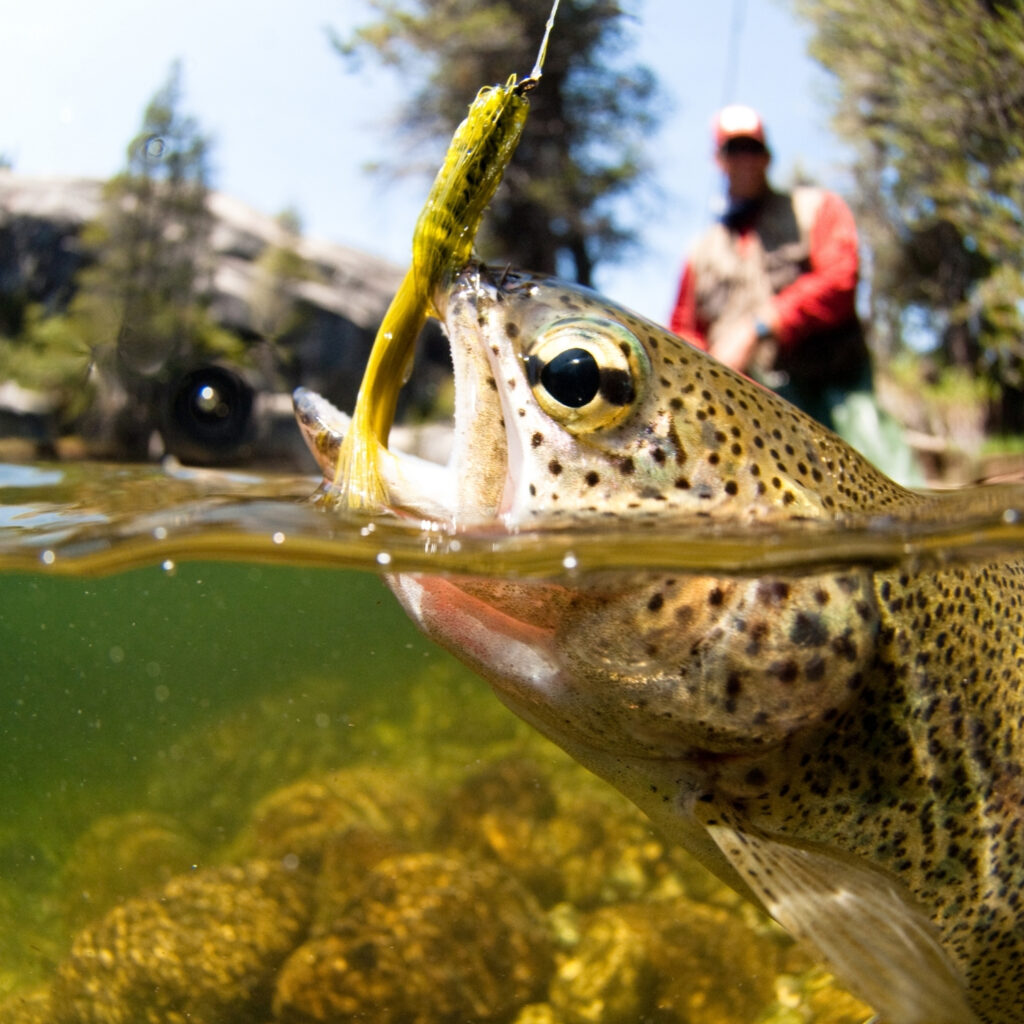 Close-up of trout biting fishing lure in clear river water with angler in background.